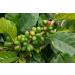 Buy Gustone Premium Espresso Gift Set | 3 Noble Espressions - Supremo Bio Espresso Fat Cat Espresso Tesouro Brazil Volcano Whole Beans | Perfect Coffee Gift - Buy Online on GoSupps.com