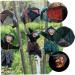 HOMSFOU 3pcs witch gifts glow toys halloween props witch decor Hanging Witch Ornament Halloween Tree Hanging Halloween Party Decor parachute decorate black clothes supplies plastic Without - Buy Online on GoSupps.com
