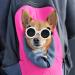 Shop Panda Style UV Glasses for Small Dogs | Eye Protection & Comfort | Windproof & Anti-Fitting Cat Glasses - Buy Online on GoSupps.com