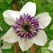 Clemantis n 9 Fleur de Bach farmaflor 1 Flacon Comtpe Gouttes 10ml - Made in Italy - Buy Online on GoSupps.com