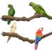 Allazon Natural Wood Bird Rods & Swing Toys - 4 Piece Parrot Playset for Birds - Ideal Bird Toys - Buy Online on GoSupps.com