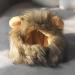 Shop XJKLBYQ Lion Mane Wig - Funny Cat Costumes for Halloween & Christmas | Furry Pet Clothing for Neck Sizes Under 11 Inches - Buy Online on GoSupps.com