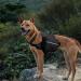 Xunxie Dog Backpack for Medium to Large Dogs - Durable Nylon Camping Vest for Travel - Buy Online on GoSupps.com