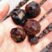 12pcs Natural Red Garnet Rough Stone Raw Stone Original Gem Lot SpecimenMinerals Gift Can be Used for ningxiao - Buy Online on GoSupps.com