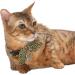 Necoichi Ninja Cat Collar - Green - Buy Online on GoSupps.com