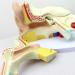 Medical Human Ear Model Outer and Middle Ear and Inner Ear ENT Ear Structure Model Ear Structure Model - Buy Online on GoSupps.com