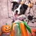 Buy Aring Pet Halloween Dog Collar Cute Pink Pumpkin Design with Bow for Small to X-Large Dogs - Perfect Costume Accessory - Buy Online on GoSupps.com