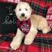 MaySunset Funny Cute Red Plaid Triangle Dog Bandanas Scarf I Only Love My Bed and My Mother I'm Sorry Suitable for Small and Medium Sized Dog Pets Gift - Buy Online on GoSupps.com