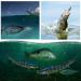 Premium Fishing Bait Set: 3-Stock Artificial Wobblers & Swimbaits for Pike Perch & Trout | Fresh & Saltwater Fishing Accessories - Buy Online on GoSupps.com