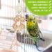 Buy Vegan 7-Piece Wooden Bird Toy Set - Multicolored Ladders & Accessories for Budgies Parrots and More | International Shipping - Buy Online on GoSupps.com
