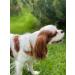 B-A-L Baltic Amber Land Chain - Flea & Tick Prevention for Dogs & Cats | Amber & African Jade Pet Collar (25-65 cm) - Buy Online on GoSupps.com
