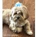 Cute Puppy Supplies: Dog Hair Bows for Large & Medium Dogs - Pet Grooming Products - 8ct Small Dog Bows & Hair Clips - Girl's Pet Accessories - Buy Online on GoSupps.com