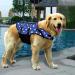 Buy Dog Life Jacket - Swimming Safety Vest for Small & Large Dogs - Blue Dot (M) - Best Swimming Coat for Puppies - Buy Online on GoSupps.com