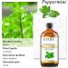 Peppermint essential oil (4 oz/118 ml) Pure Essential Oil - with Glass Dropper Great for Aromatherapy Diffuser Candle Making - Buy Online on GoSupps.com