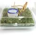 Acrylic Critter Keeper: Jumping Spider Enclosure & Snail Container - Reptile Terrarium & Insect Cage - Buy Online on GoSupps.com
