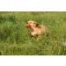 Romneys Search Dummy for Small Dogs - Floatable Pocket Dummy (100g) with Handle - Ideal Training Toy - Buy Online on GoSupps.com