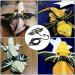 Bearded Dragon Lizard Reptiles Leash Harness 3 Size Pack Wing Adjustable for Bearded Dragon Lizard ReptilesOutdoor Safety Walking silver - Buy Online on GoSupps.com