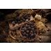 Sanniti Italian Whole Summer Truffle 1.5 oz - Premium Quality Truffle for Gourmet Cooking - Buy Online on GoSupps.com