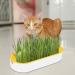 Buy Hydroculture Cat Grass Set - Mess-Free No Dirt Easy to Grow Anti-Grave Design for Happy Cats! - Buy Online on GoSupps.com