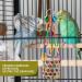 RLRICH Bird Colorful Chewing Toys - 6 Pack Foraging Shredder & Hanging Toys with Comfy Perch for Parrots | Rope Bungee Bird Toy - Buy Online on GoSupps.com