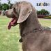 SGODA 22 inch 3.0mm Chain Dog Training Choke Collar - Buy Online on GoSupps.com
