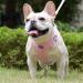 DORAMIO Step-in Dog Harness and Leash Set | XXS Pink | Soft Mesh Reflective Breathable Vest for Small Medium Dogs, Cats, Puppies - Buy Online on GoSupps.com