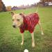 Plaid Dog Hoodie Pet Clothes Sweater with Hat - X-Large Red - Buy Online on GoSupps.com