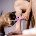 Grooming Brush for Cat Chin | Grooming Chin Scrubber Soft Chin Brush | Non-Slip Cleaning Brush Finger Multifunctional Pet Supplies for Cats Purple - Buy Online on GoSupps.com
