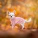 Cozy Pink Dog Sweater for Small & Medium Breeds | Winter Roll Collar Knit for Chihuahua Dachshund & French Bulldog - Buy Online on GoSupps.com