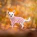 Buy Convinit Warm Dog Sweater for Small & Medium Dogs - Stylish Pink Knitting Roll Collar for Chihuahua Dachshund French Bulldog & More - Buy Online on GoSupps.com
