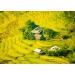 Lais Puzzle Beautiful landscape with rice terraces in Hoang Su Phi Ha Giang province in Vietnam. Ripening rice fields in the highlands in the north-west 1000 pieces - Buy Online on GoSupps.com