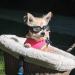 PETLESO Pet Goggles Dog Sunglasses Windproof Anti-UV Protection Goggle Adjustable Flexible Strapfor Small Breed or Small Dog Clear - Buy Online on GoSupps.com