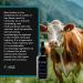 Forge Men's Anti-Wrinkle Night Serum - 50ML | Natural Ingredients Beef Tallow Vitamin C | Anti-Aging Deep Hydration Collagen Boost for All Skin Types - Buy Online on GoSupps.com