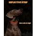 PETTOM Adjustable Nylon Dog Collar Breathable Reflective Design for Comfort & Safety | Size M (Orange) - Ideal for International Shipping - Buy Online on GoSupps.com