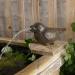 Cast Iron Gargoyle Sparrow with Pump for Mini Pond Decoration | Storm's Gartenzaubereien - Buy Online on GoSupps.com