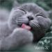 Verm-X Herbal Crunchies for Cats - 60g Tube | Natural Cat Treats | International Shipping - Buy Online on GoSupps.com