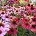 Echinacea mixed seeds - echinacea