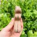 Natural Crystal Rough Natural Crystal Rough Raw Natural Amethyst Quartz Crystal Stone Cluster Angel Wing Carvings for Home Collection Home Decoration 1pc - Buy Online on GoSupps.com