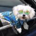 Geyoga 3-Piece Hawaiian Dog Costume Set - T-Shirt, Sunglasses, and Wreath for Small to Medium Dogs in Blue Series - Buy Online on GoSupps.com