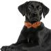 Asvin Velvety Dog Collar with Removable Fly - Soft Comfortable & Multicolored - Perfect for Weddings Birthdays & Parties | International Shipping - Buy Online on GoSupps.com