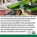 Organic Aloe Vera Powder for Hair & Face - USDA Certified Aloe Barbadensis Extract by Proud Planet (8oz) - Buy Online on GoSupps.com