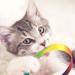 Cobee 3 Packs Cat Wand Toy Set 30cm Cat Interactive Wand with 60cm Rainbow Ribbon String+ Rainbow Cloth String + Leopard Print Cloth String for Pet Kitten Training Exerciser Kitten (3 Pcs) - Buy Online on GoSupps.com