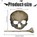 Skull Hair Pin for Woman Halloween Retro Plating Hairdressing Skull Hair Clip Gothic Halloween Hair Accessories for Party Makeup Cosplay Costume Goth Hair Clips - Buy Online on GoSupps.com