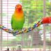Bird Perch Cage Rope for Parrots Parakeets & Cockatiels | Comfortable & Colorful 80 cm Long with Plastic Nuts - Buy Online on GoSupps.com