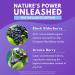 Bold Botanica Elderberry Plus 65x Concentrated Black Elderberry Capsules with Vitamin C and Zinc for Adults for Daily Immune Support Supplement & Seasonal Wellness Non-GMO 30 Vegan Capsules - Buy Online on GoSupps.com