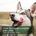 AniForte Summer Vegetable Variations for Raw Food 1kg - BARF Supplement for Dogs - Buy Online on GoSupps.com