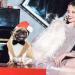 Dog Smoking Suit - Striped Gentleman Wedding Outfit for Dogs | Formal Pet Clothing in Champagne (M) - Buy Online on GoSupps.com
