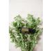 doTERRA Marjoram Essential Oil 15 ml - Premium Quality International Shipping Available - Buy Online on GoSupps.com
