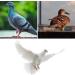 100 Bird Identification Rings - Pigeon Footrings Parrot Leg Bands & Poultry Marking Tape - 8mm Clamping Rings for Chickens Quail & More - Buy Online on GoSupps.com