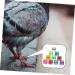 Mipcase 300 pcs Pigeon D Distinguish Private Tool Bands- Lovebirds Ringd Pigeons Homing - Marker Place 1.1x0.8cm x3pcs Colorfulx3pcs - Buy Online on GoSupps.com